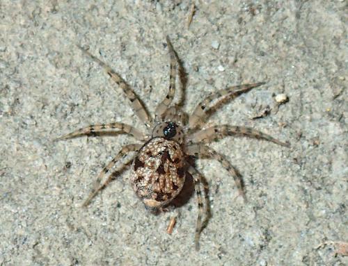 Oecobius maculatus